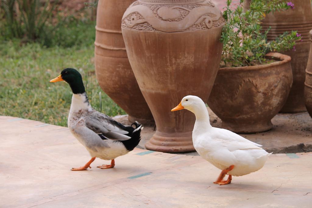 אגדז Ecolodge Bab El Oued Maroc Oasis מראה חיצוני תמונה